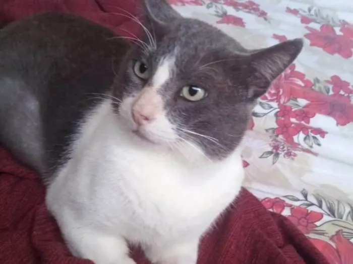 Gato ra a SRD-ViraLata idade 7 a 11 meses nome Valente