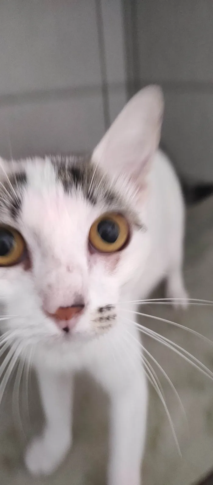 Gato ra a SRD-ViraLata idade 2 a 6 meses nome Melina