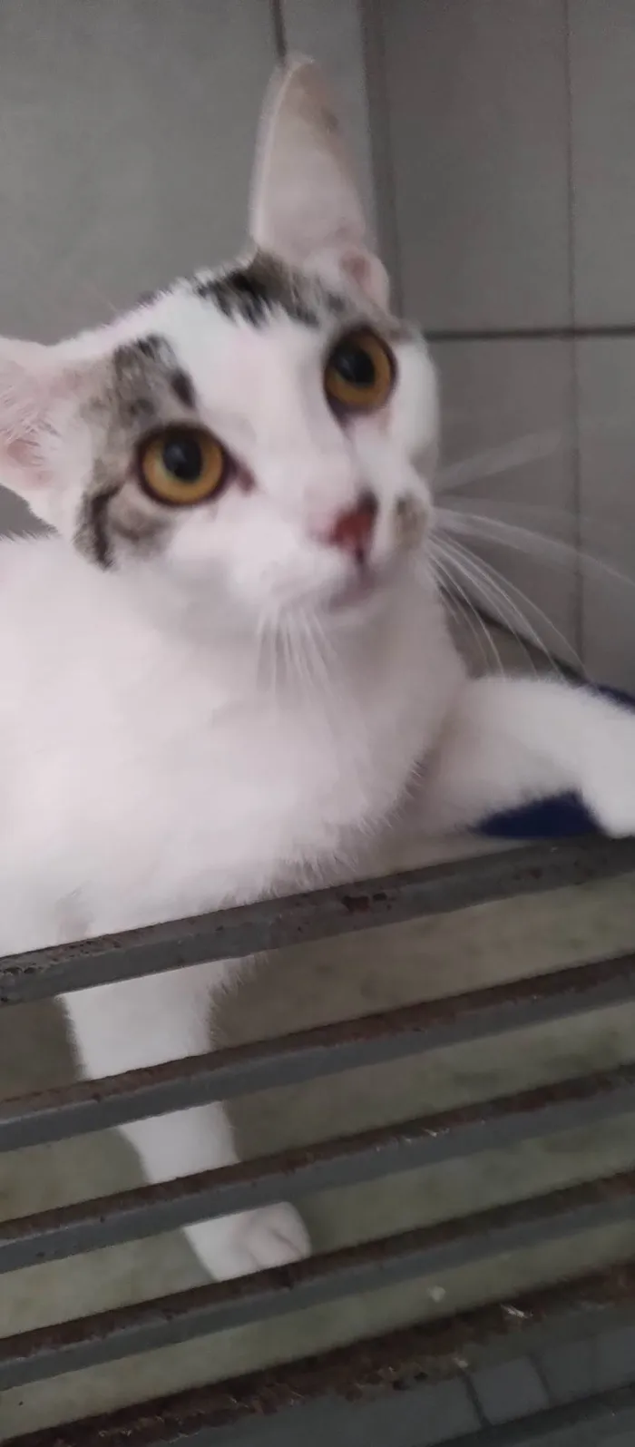 Gato ra a SRD-ViraLata idade 2 a 6 meses nome Melina