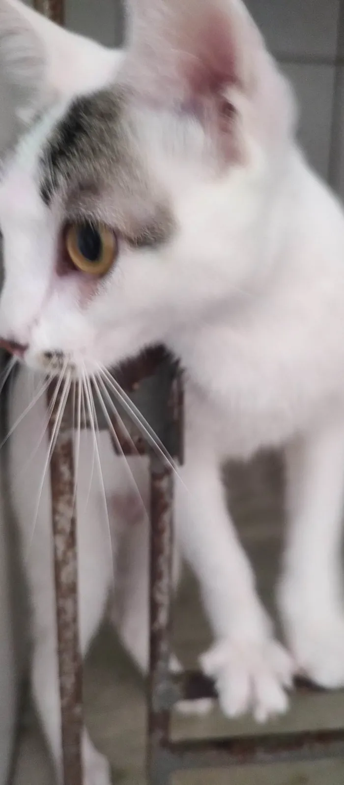 Gato ra a SRD-ViraLata idade 2 a 6 meses nome Melina
