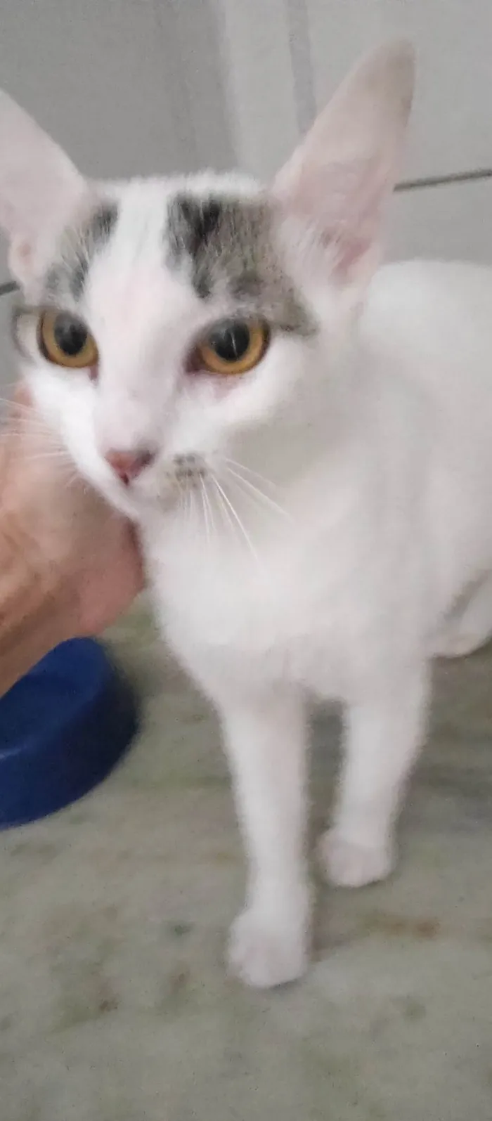 Gato ra a SRD-ViraLata idade 2 a 6 meses nome Melina