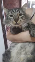 Cinzinha