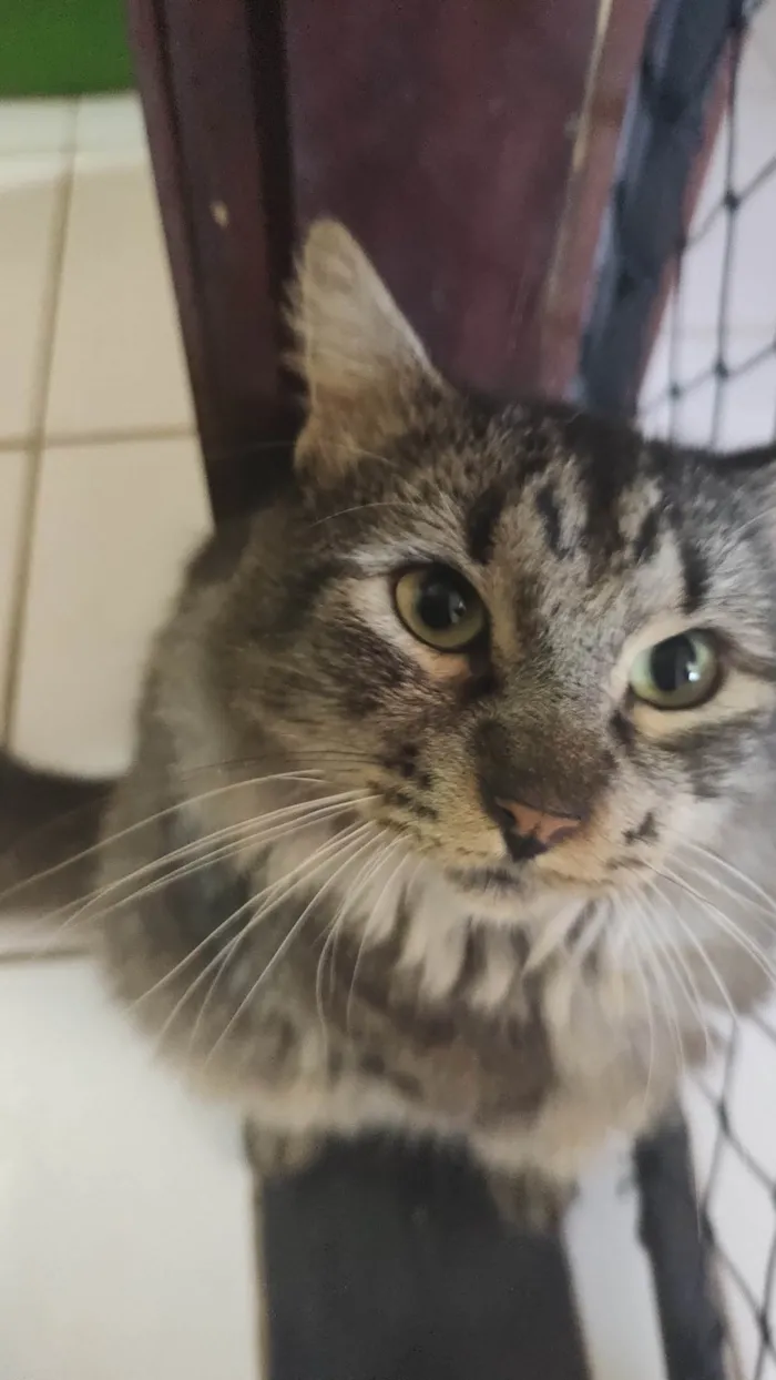 Gato ra a SRD-ViraLata idade 7 a 11 meses nome Cinzinha 