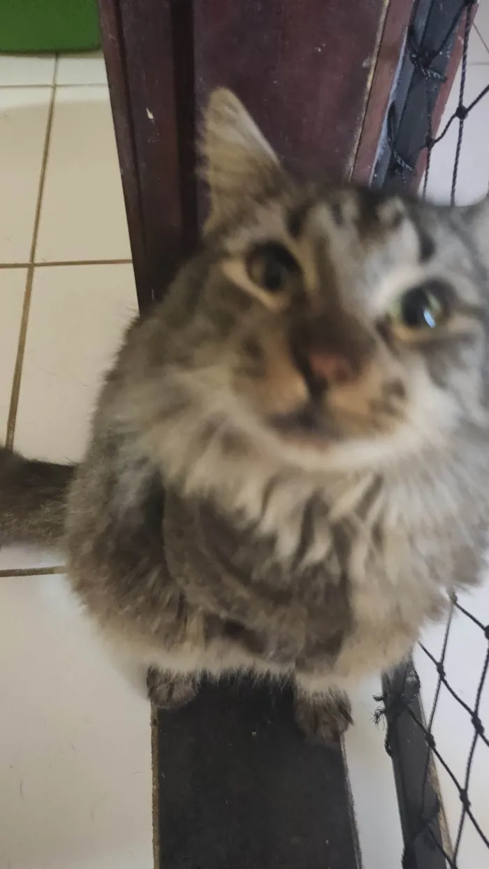 Gato ra a SRD-ViraLata idade 7 a 11 meses nome Cinzinha 