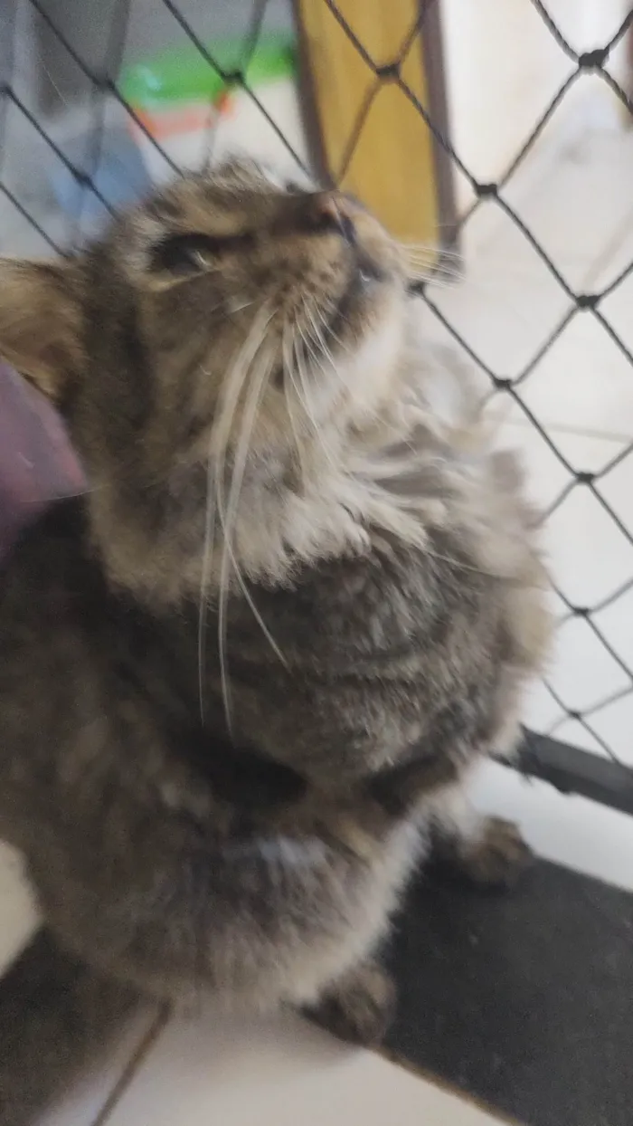 Gato ra a SRD-ViraLata idade 7 a 11 meses nome Cinzinha 