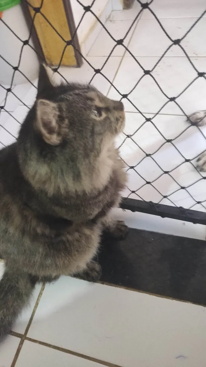 Gato ra a SRD-ViraLata idade 7 a 11 meses nome Cinzinha 