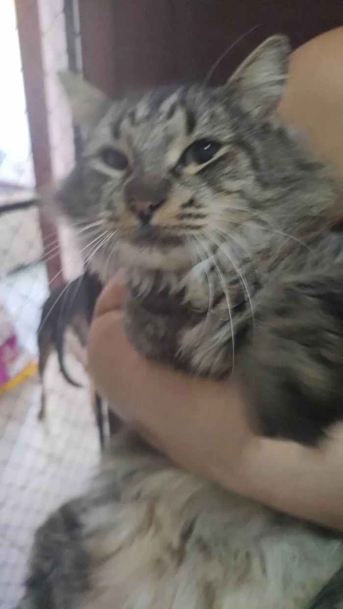 Gato ra a SRD-ViraLata idade 7 a 11 meses nome Cinzinha 