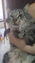 Cinzinha