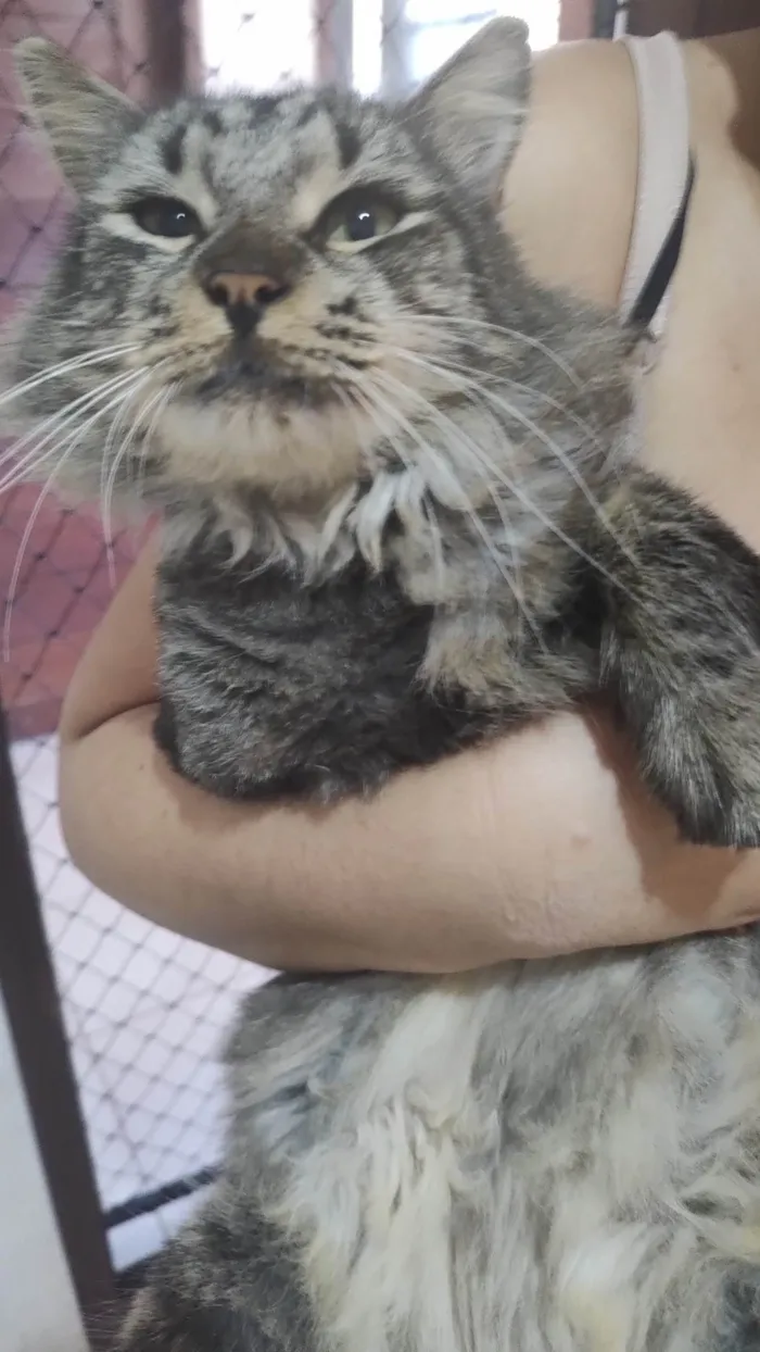 Gato ra a SRD-ViraLata idade 7 a 11 meses nome Cinzinha 