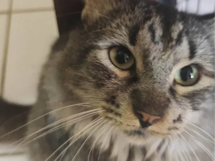 Gato ra a SRD-ViraLata idade 7 a 11 meses nome Cinzinha 