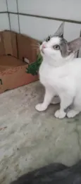 Lili