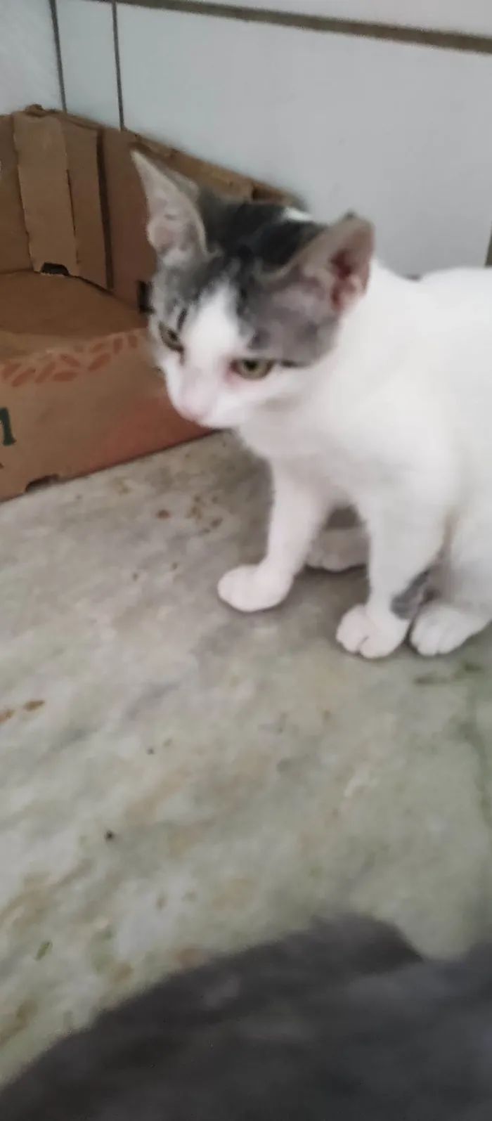 Gato ra a SRD-ViraLata idade 2 a 6 meses nome Lili 