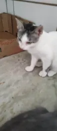 Lili
