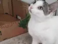 Lili 