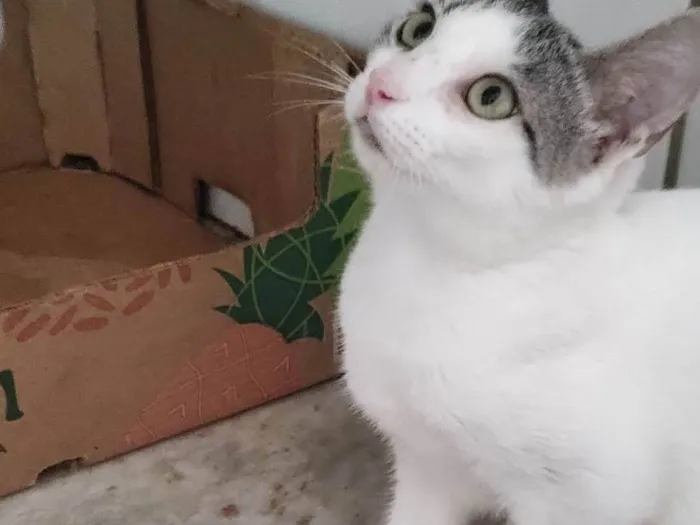 Gato ra a SRD-ViraLata idade 2 a 6 meses nome Lili 