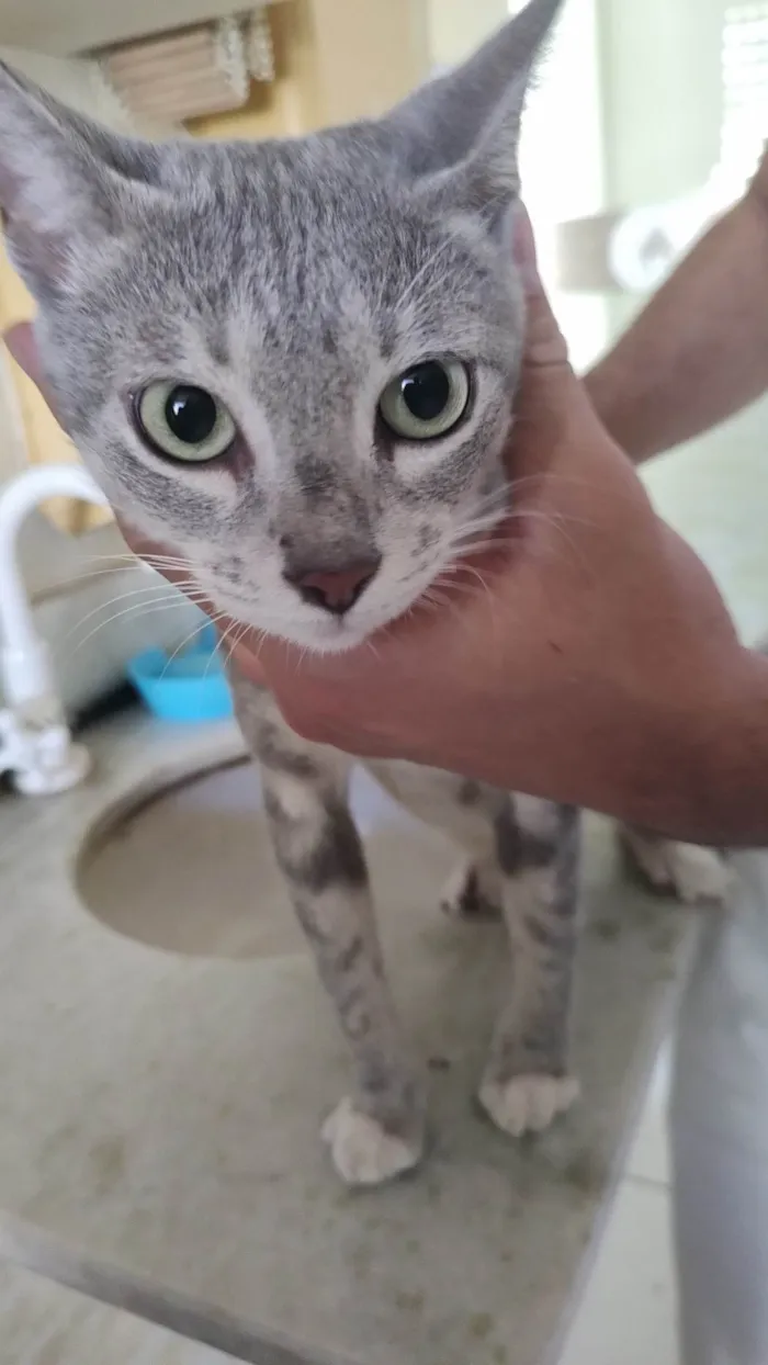 Gato ra a SRD-ViraLata idade 2 a 6 meses nome Jadhe