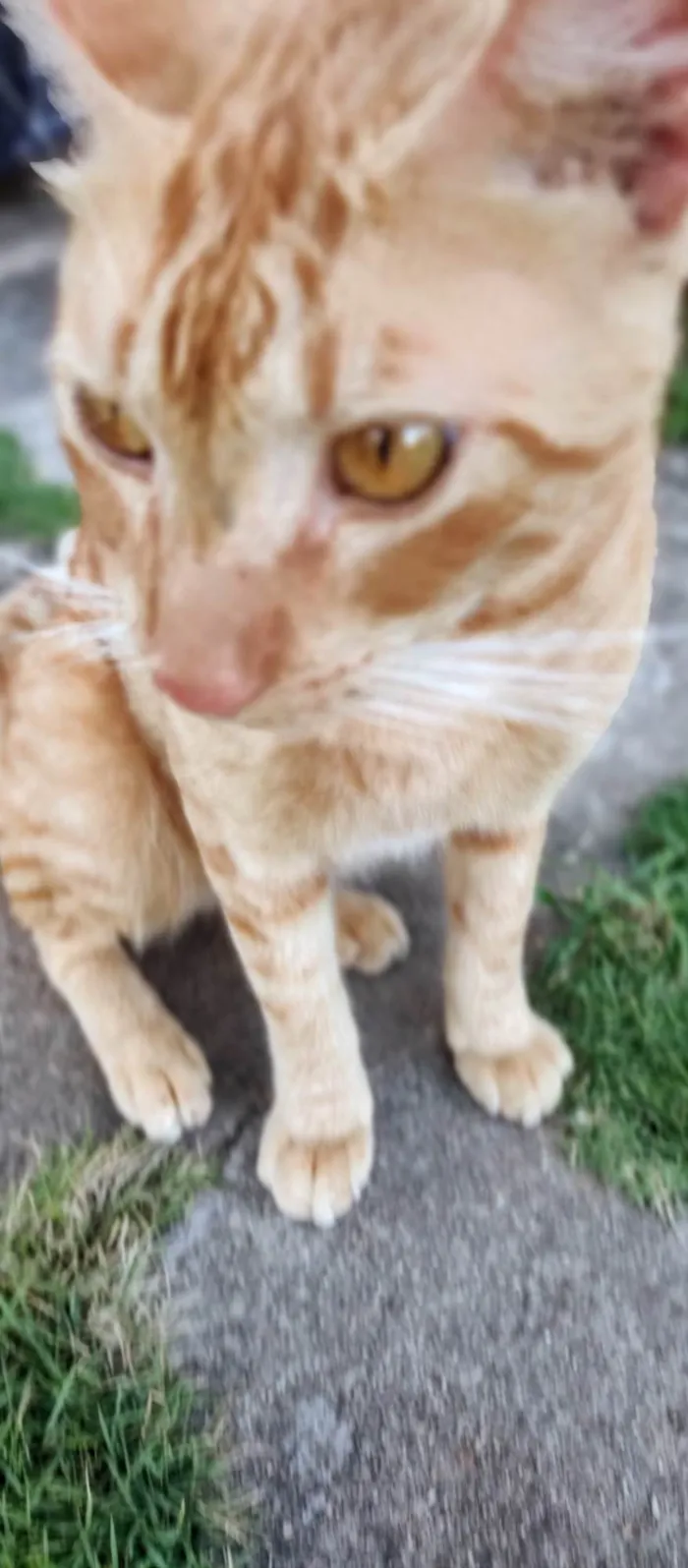 Gato ra a SRD-ViraLata idade 7 a 11 meses nome Yoshi