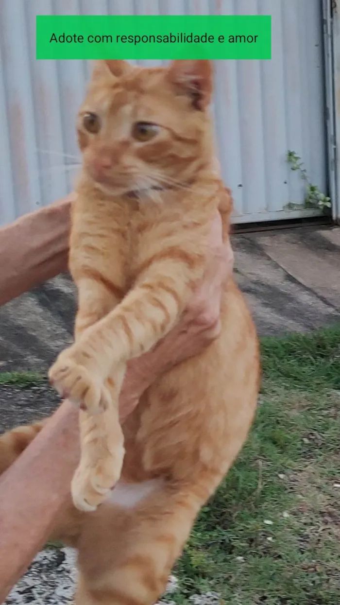 Gato ra a SRD-ViraLata idade 7 a 11 meses nome Yoshi