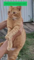 Yoshi