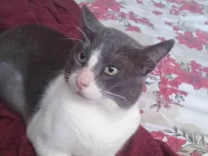 Gato raça SRD-ViraLata idade 7 a 11 meses nome Valente