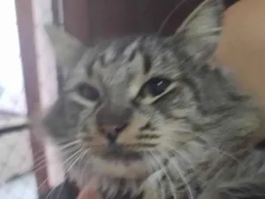 Gato raça SRD-ViraLata idade 7 a 11 meses nome Cinzinha 