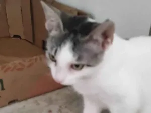Gato raça SRD-ViraLata idade 2 a 6 meses nome Lili 