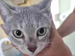 Gato raça SRD-ViraLata idade 2 a 6 meses nome Jadhe