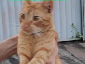 Gato raça SRD-ViraLata idade 7 a 11 meses nome Yoshi