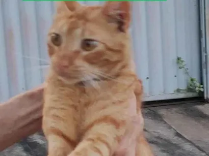 Gato raça SRD-ViraLata idade 7 a 11 meses nome Yoshi