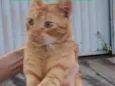 Yoshi