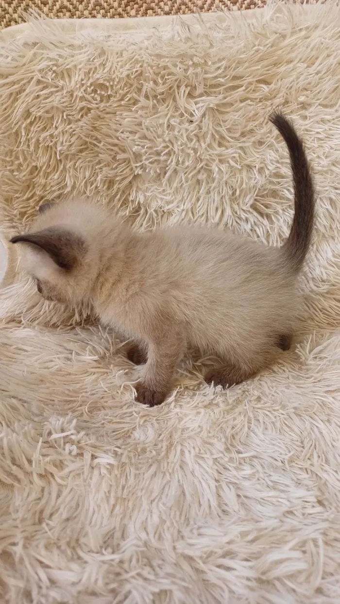 Gato ra a Siamês idade Abaixo de 2 meses nome Siamesa pura adocao 