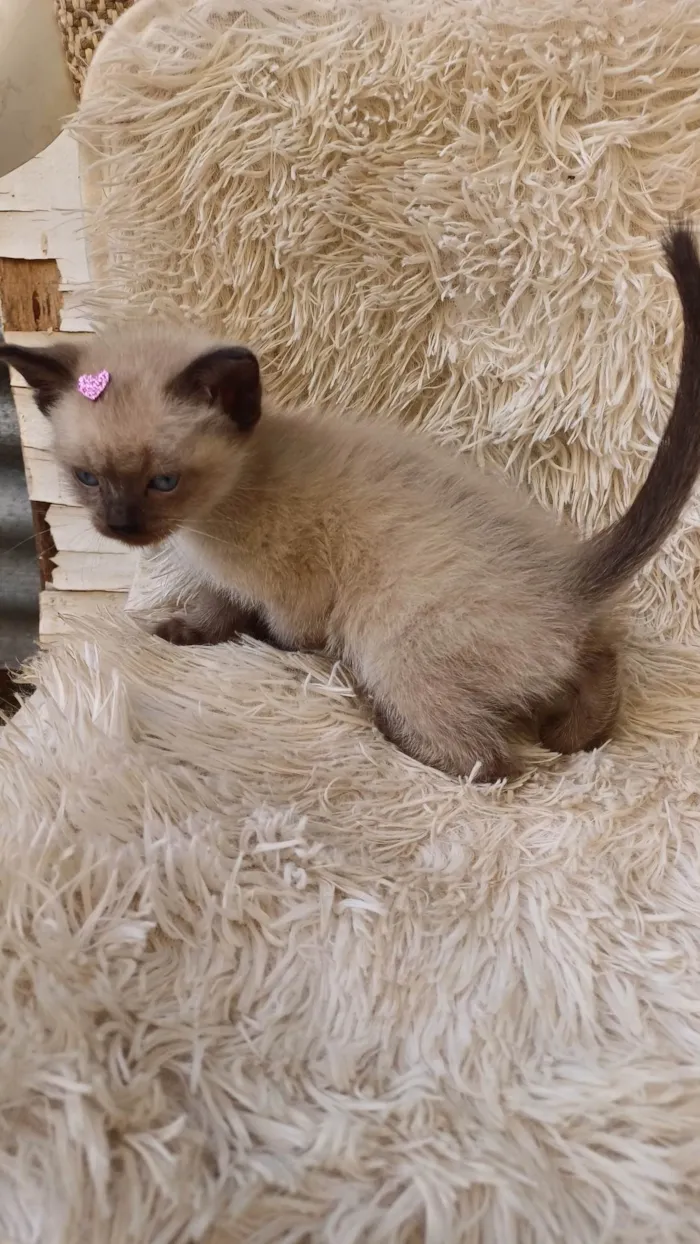 Gato ra a Siamês idade Abaixo de 2 meses nome Siamesa pura adocao 