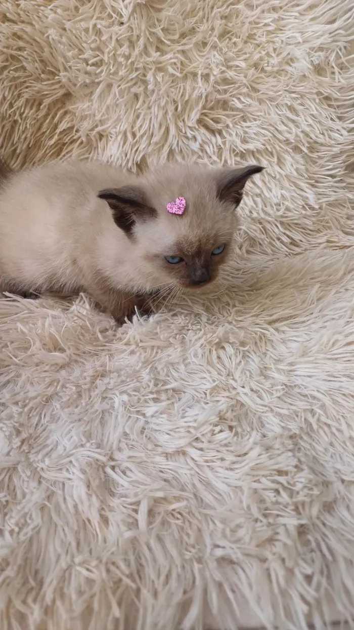 Gato ra a Siamês idade Abaixo de 2 meses nome Siamesa pura adocao 