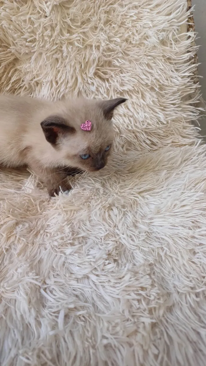Gato ra a Siamês idade Abaixo de 2 meses nome Siamesa pura adocao 