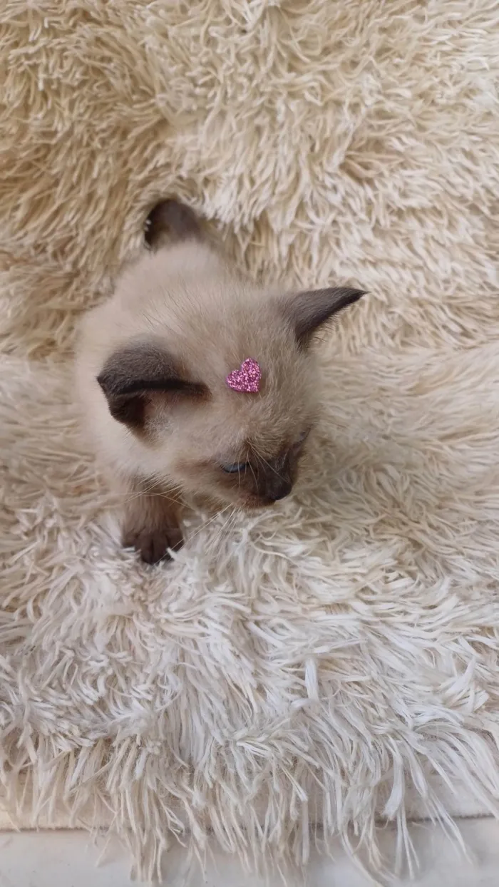 Gato ra a Siamês idade Abaixo de 2 meses nome Siamesa pura adocao 