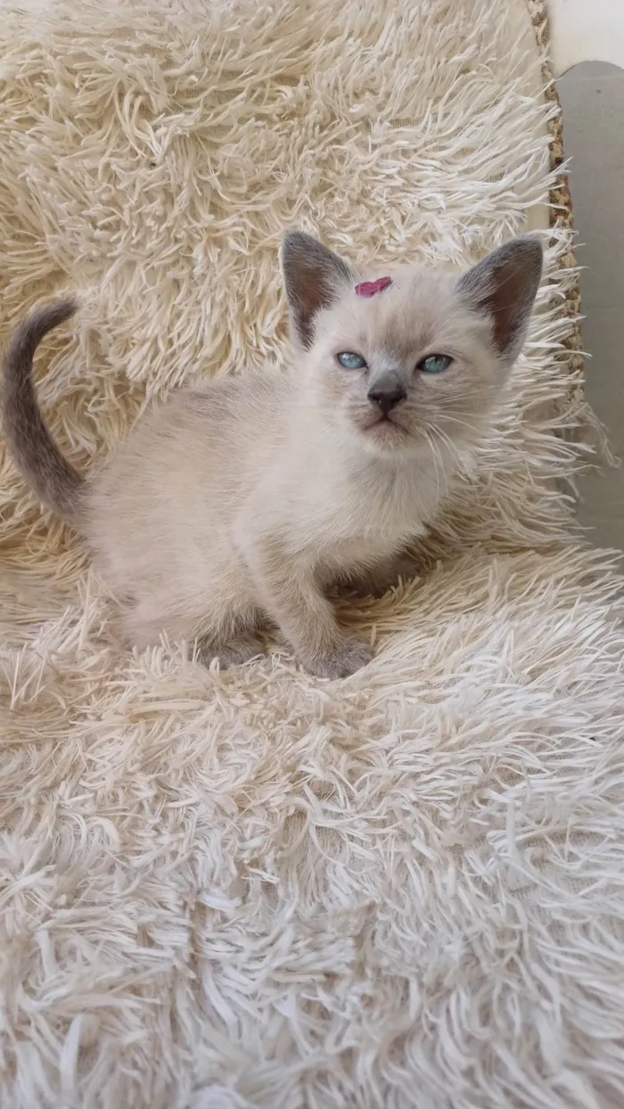 Gato ra a Siamês idade Abaixo de 2 meses nome Siames cinza adocao