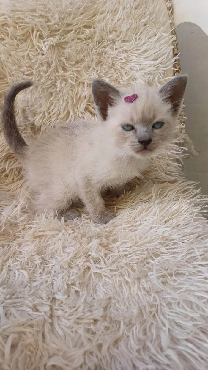 Gato ra a Siamês idade Abaixo de 2 meses nome Siames cinza adocao