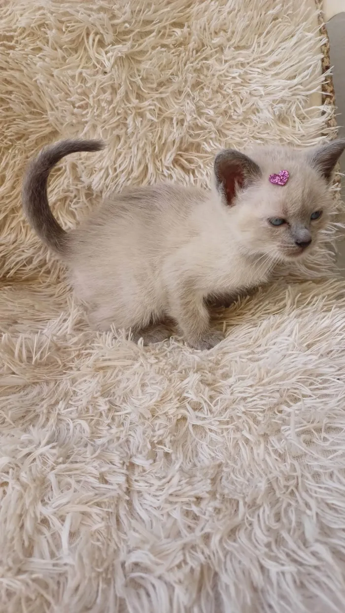 Gato ra a Siamês idade Abaixo de 2 meses nome Siames cinza adocao