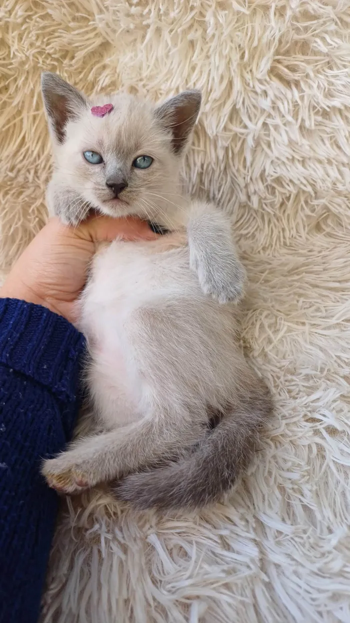 Gato ra a Siamês idade Abaixo de 2 meses nome Siames cinza adocao