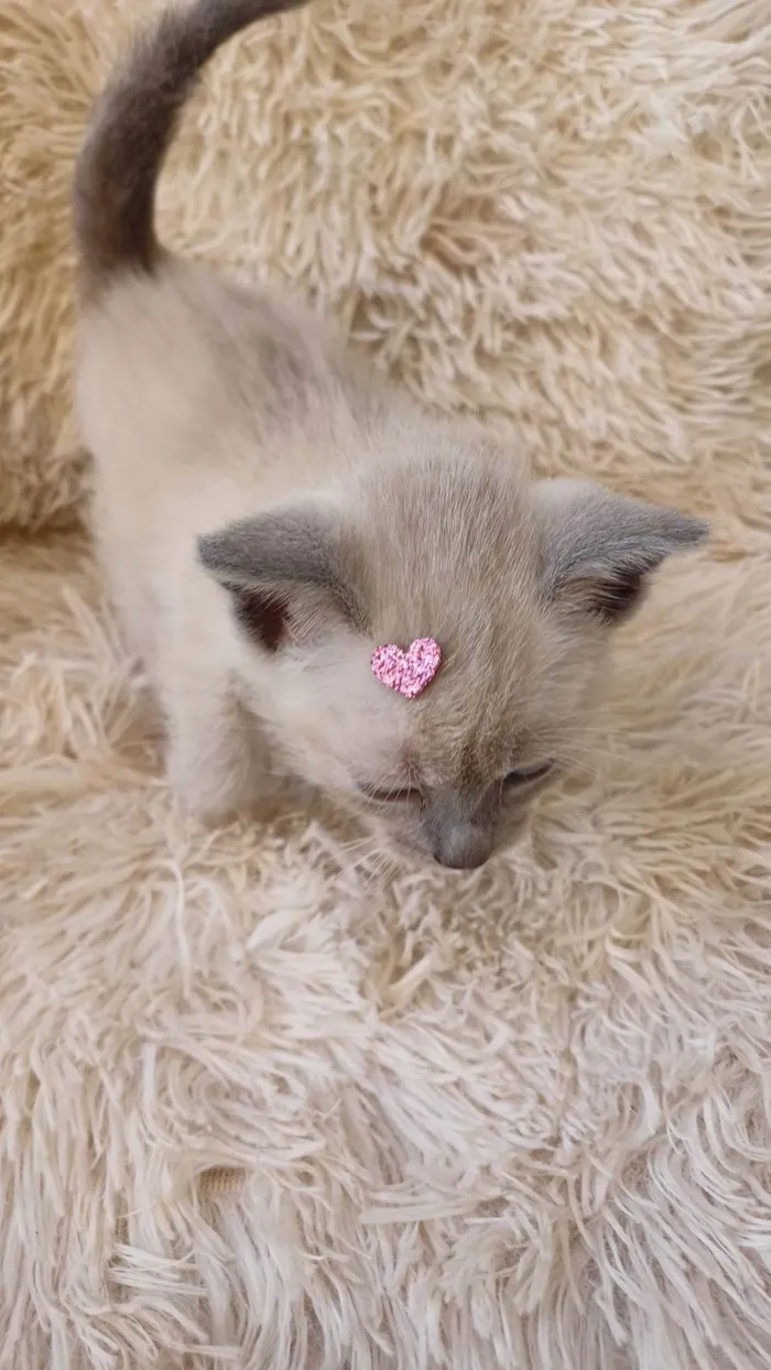 Gato ra a Siamês idade Abaixo de 2 meses nome Siames cinza adocao
