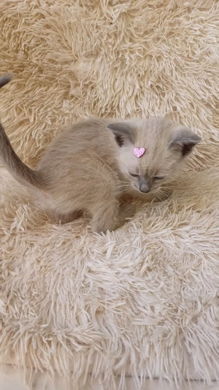 Gato ra a Siamês idade Abaixo de 2 meses nome Siames cinza adocao