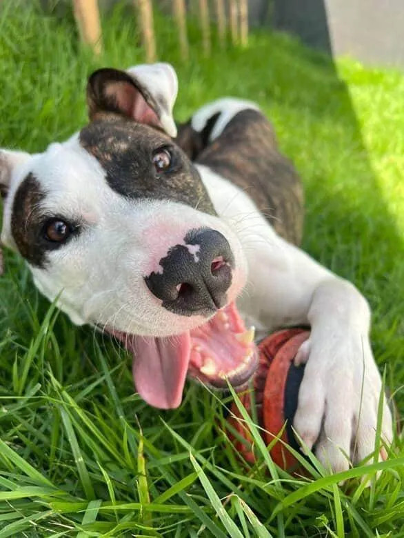 Cachorro ra a SRD-ViraLata idade 7 a 11 meses nome Apolo 