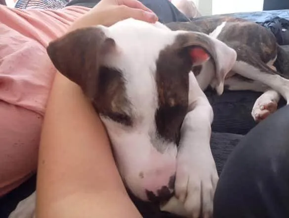 Cachorro ra a SRD-ViraLata idade 7 a 11 meses nome Apolo 