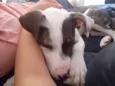 Apolo