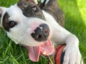 Cachorro raça SRD-ViraLata idade 7 a 11 meses nome Apolo 