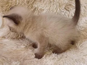 Gato raça Siamês idade Abaixo de 2 meses nome Siamesa pura adocao 