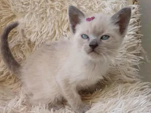 Gato raça Siamês idade Abaixo de 2 meses nome Siames cinza adocao