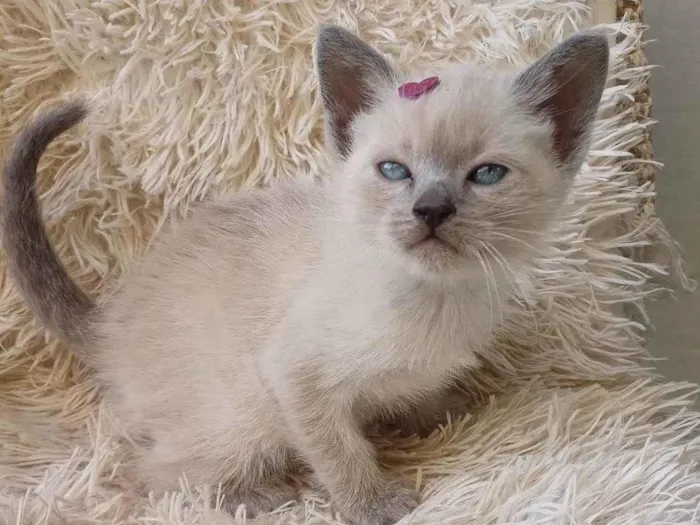 Gato ra a Siamês idade Abaixo de 2 meses nome Siames cinza adocao
