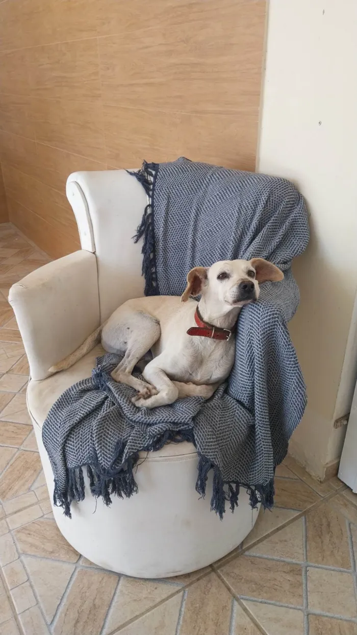 Cachorro ra a SRD-ViraLata idade 5 anos nome Coragem
