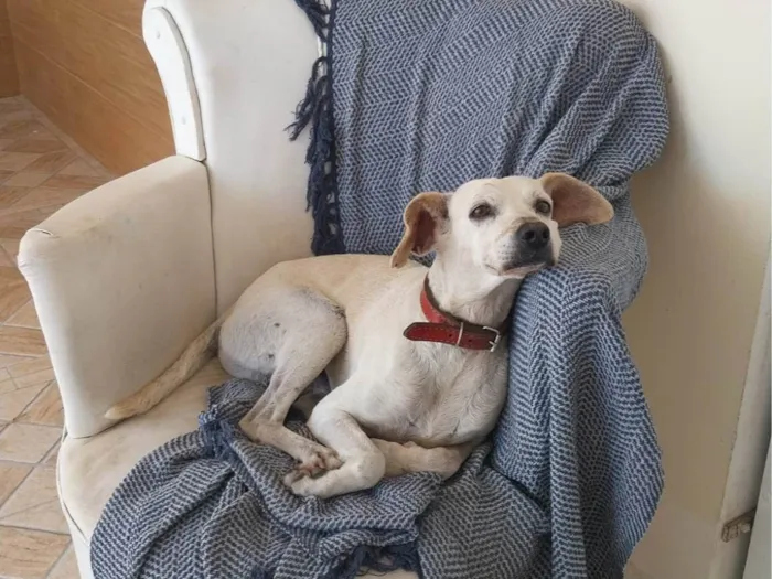 Cachorro ra a SRD-ViraLata idade 5 anos nome Coragem
